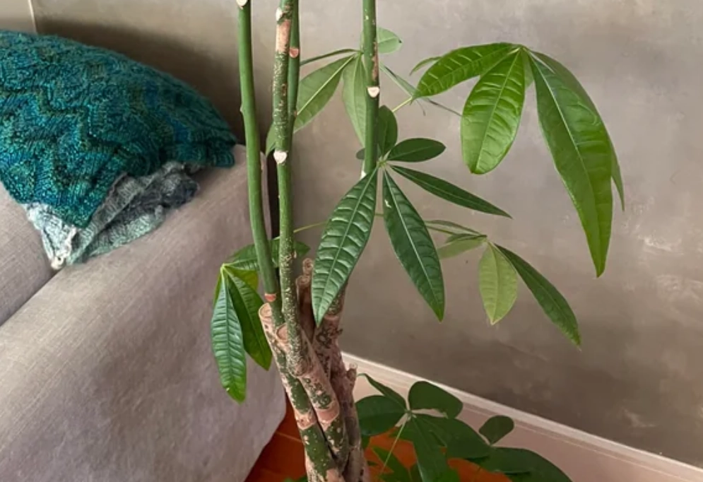 發財樹徒長怎麼辦？拯救瘦高發財樹的完整指南