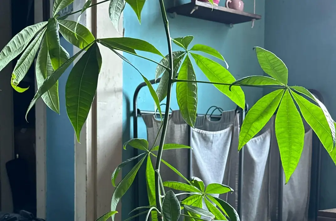 發財樹徒長怎麼辦 發財樹徒長怎麼辦