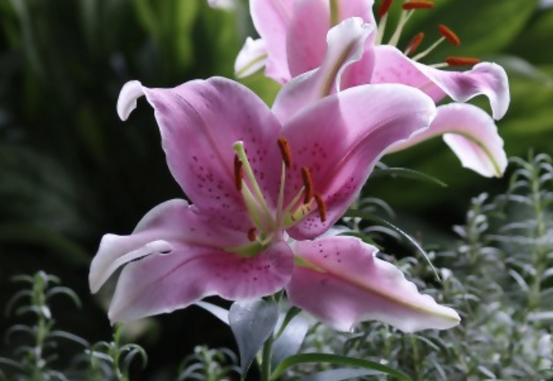 寵物 植物 毒性