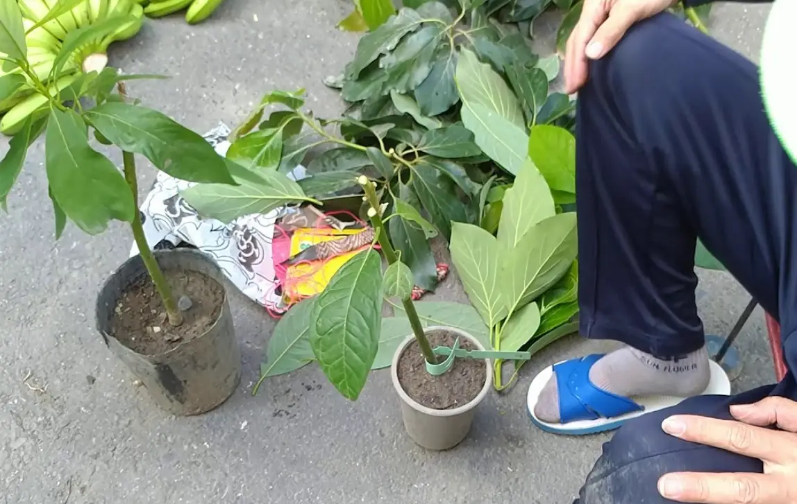 酪梨修剪完整指南：專家教你正確時機、工具與步驟