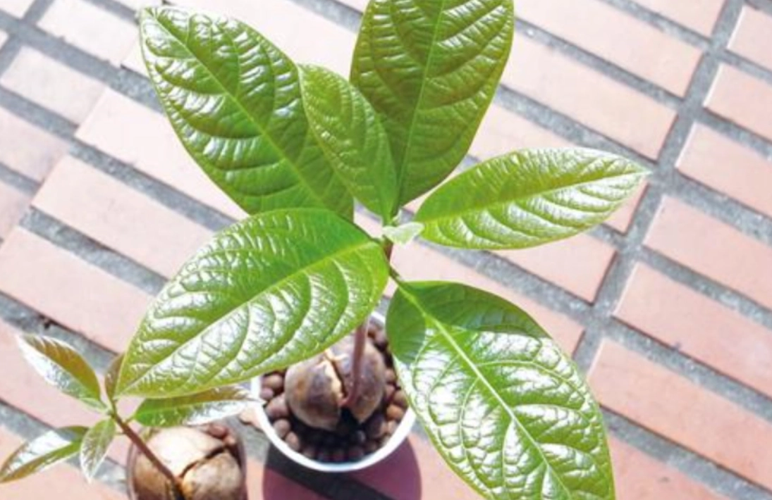 酪梨樹修剪技巧