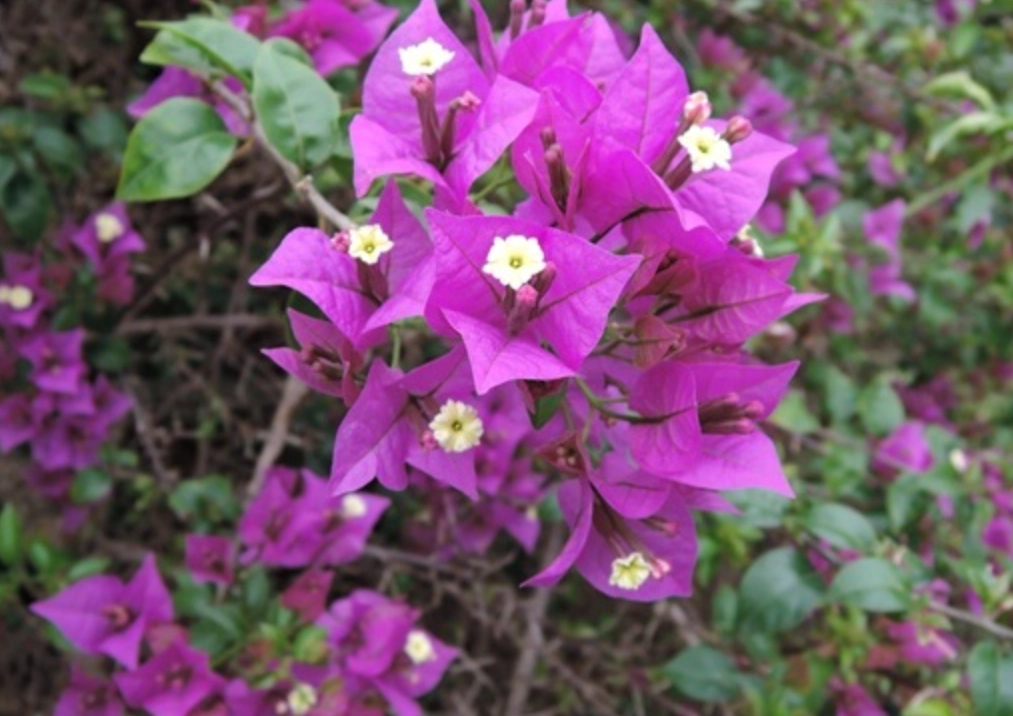 耐旱開花植物推薦：台灣低維護花園必種10種花卉與養護秘訣