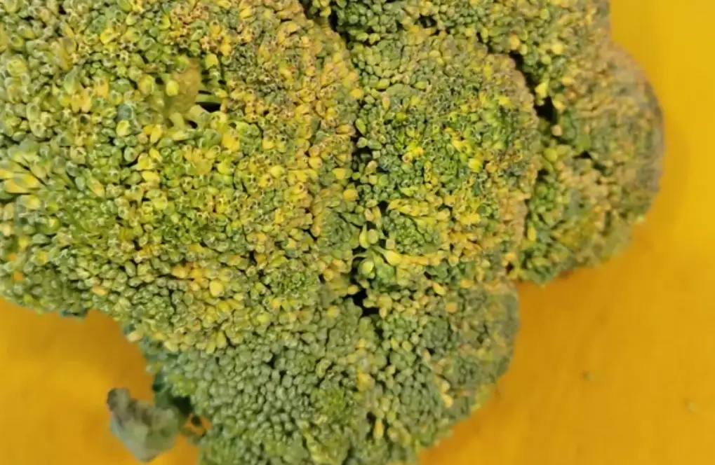 花椰菜變黃原因 花椰菜變黃原因