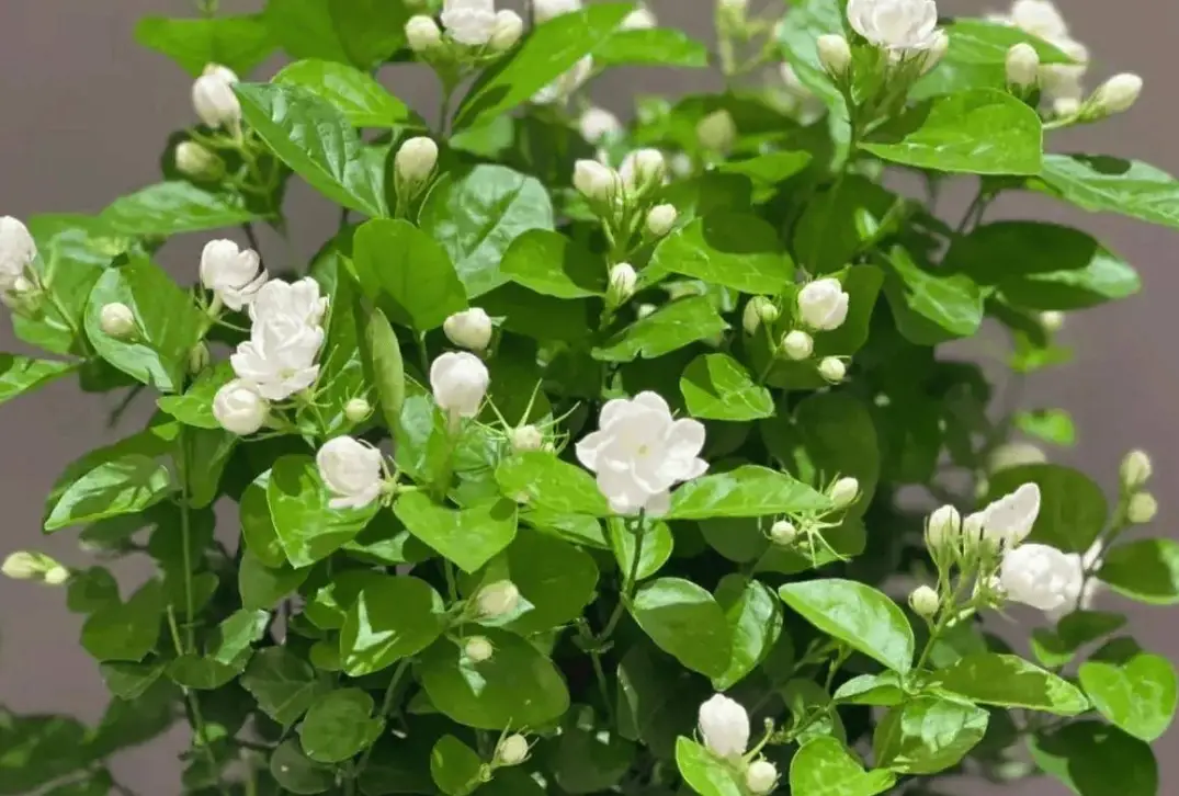 茉莉花能活多久 茉莉花能活多久