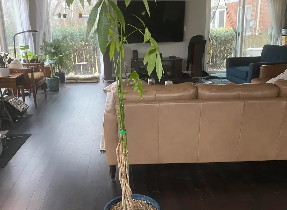 發財樹修剪 發財樹修剪