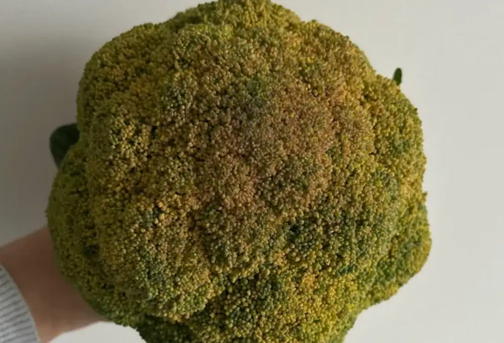 花椰菜保存方法 花椰菜保存方法