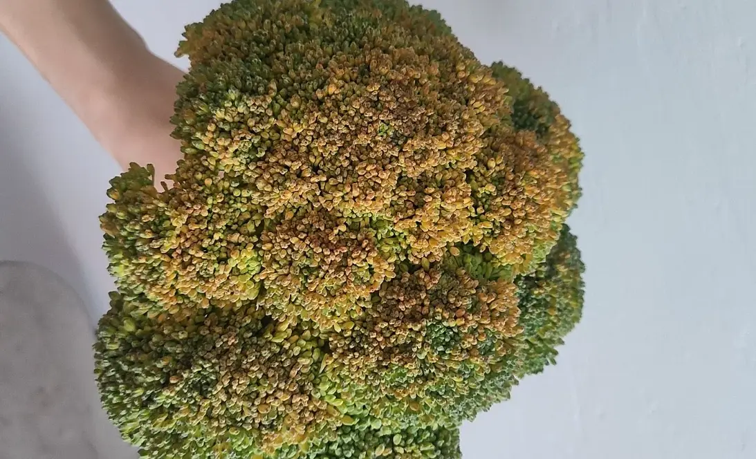 花椰菜變黃原因 花椰菜變黃原因