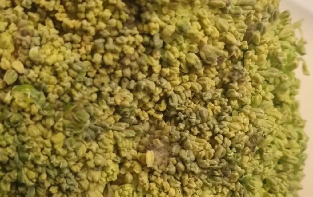 花椰菜保存方法 花椰菜保存方法