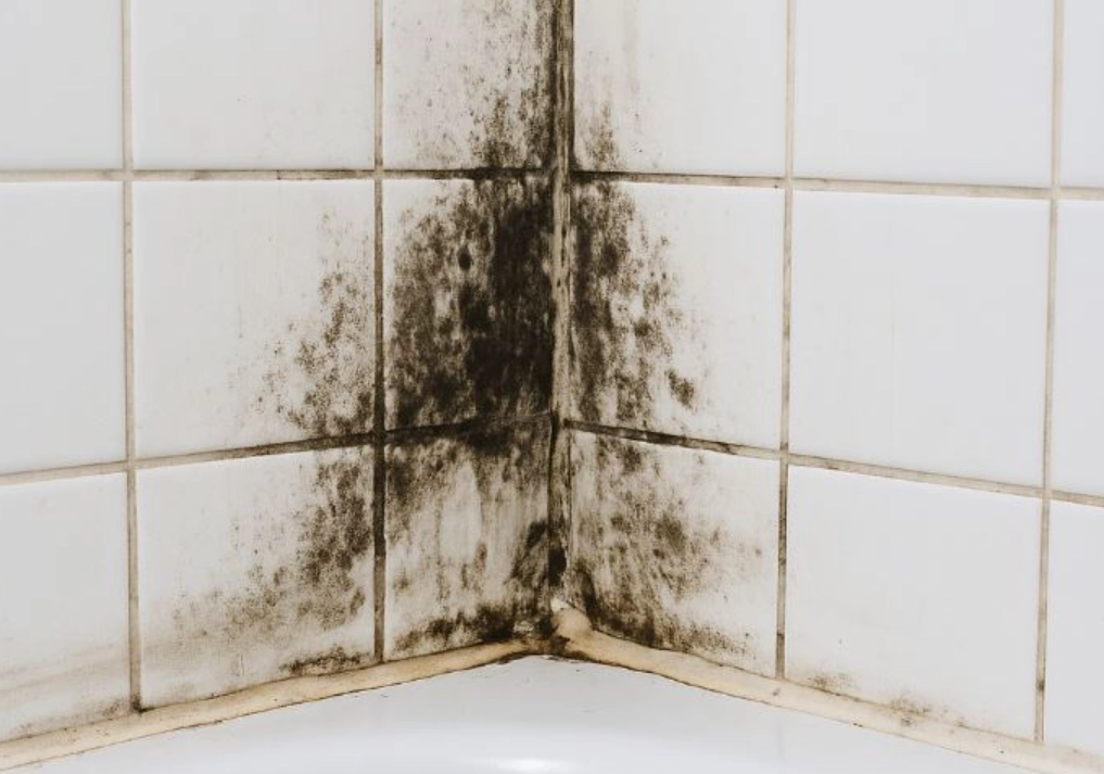 霉菌健康風險 霉菌健康風險