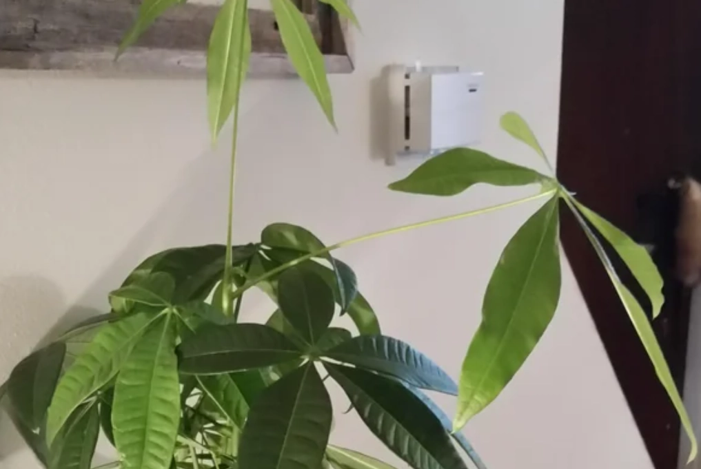 發財樹修剪 發財樹修剪