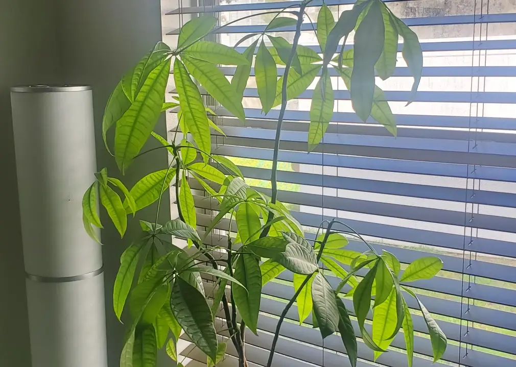 發財樹修剪 發財樹修剪