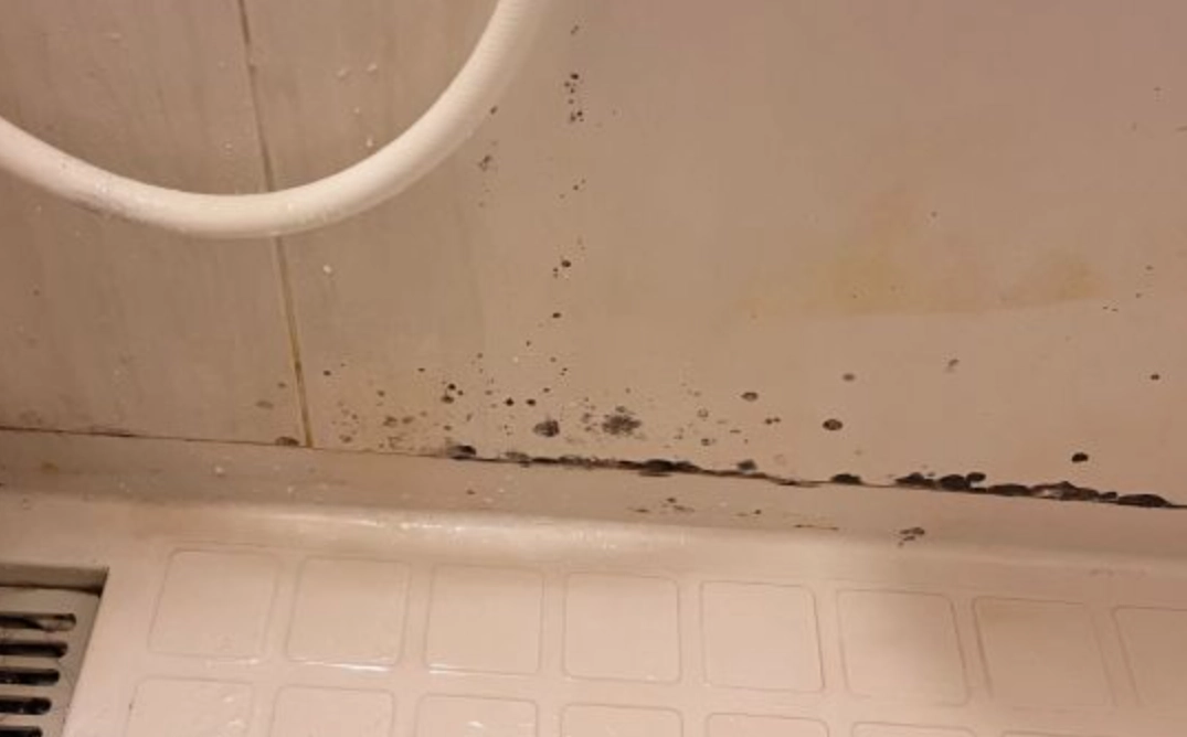 霉菌健康風險 霉菌健康風險