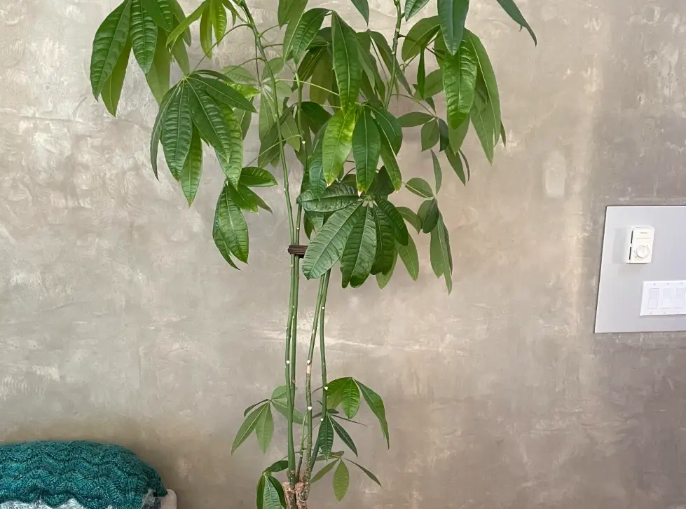 發財樹徒長怎麼辦 發財樹徒長怎麼辦