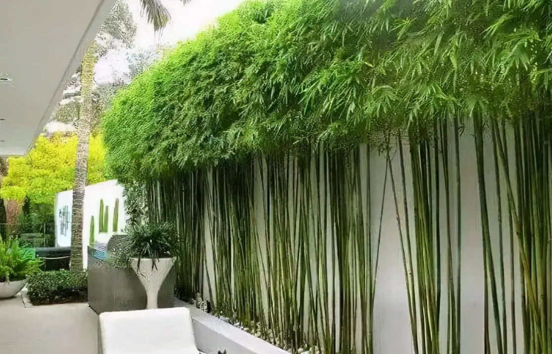 庭院竹子種類怎麼選？推薦5種好看又好養的景觀竹