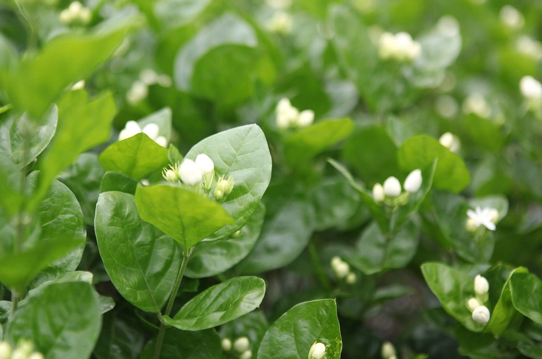 如何延長茉莉花壽命 如何延長茉莉花壽命