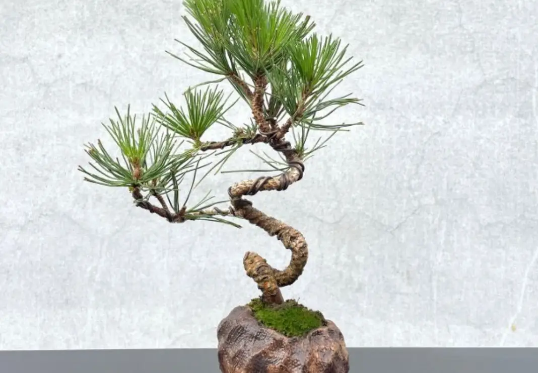 黑松肥料終極指南：從挑選到施肥的實用技巧