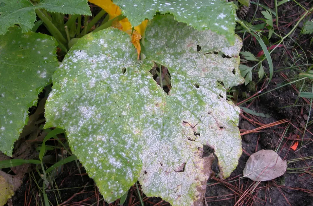 小蘇打 噴 植物 比例