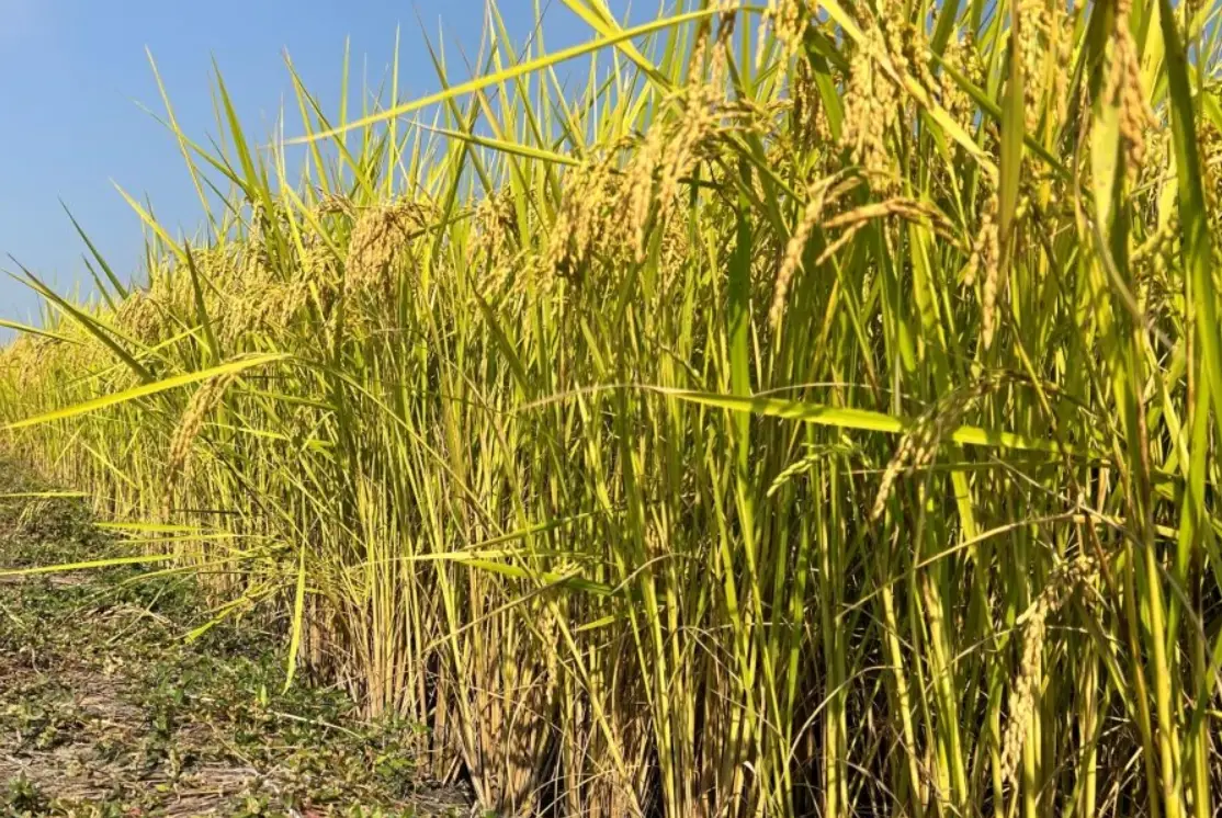 台灣水稻品種 台灣水稻品種