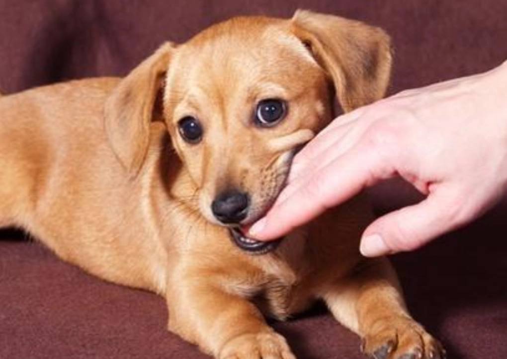 夢境 狗 咬 手 夢境 狗 咬 手