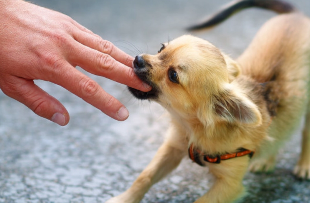 狗咬手梦的含义