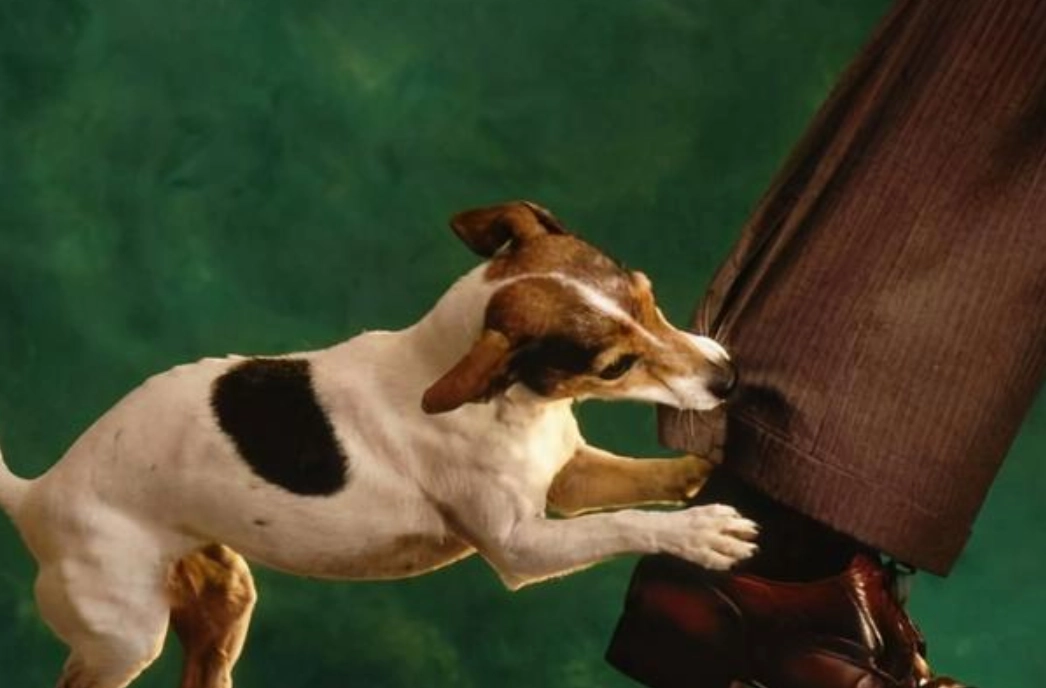 夢到狗咬腳心理分析