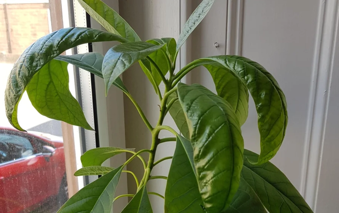 酪梨 病害 處理