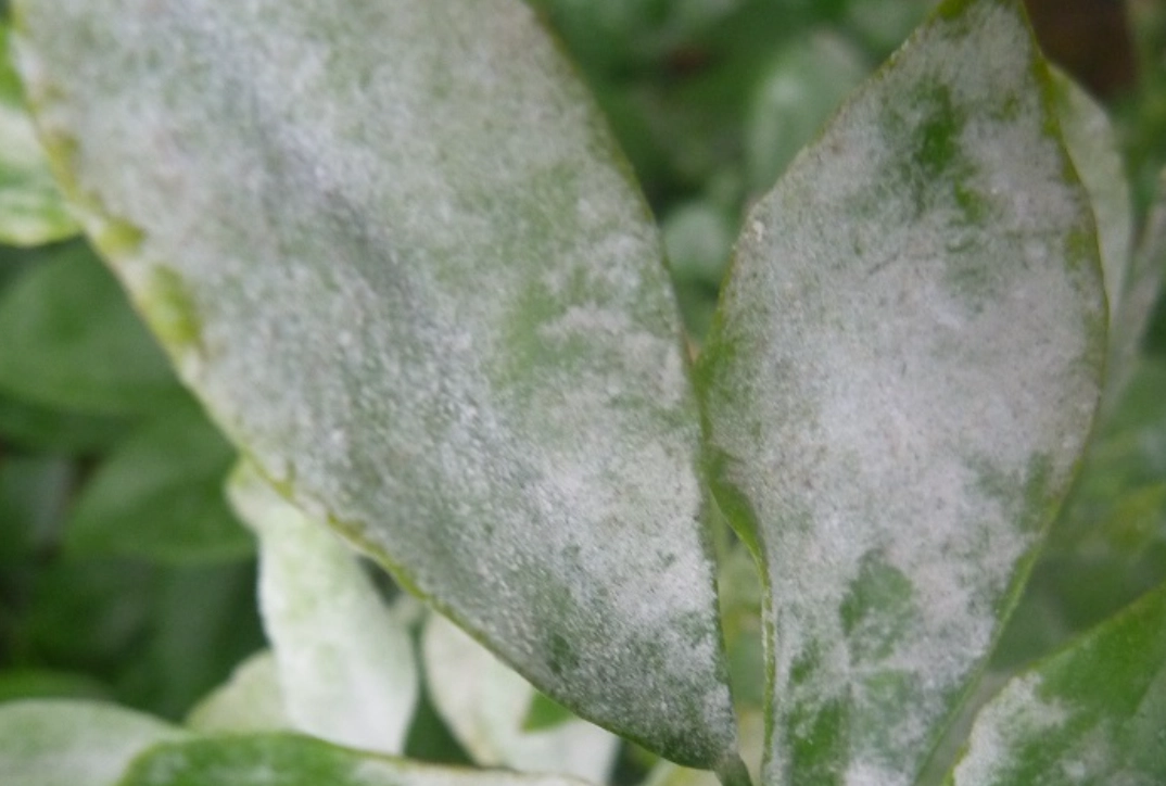 小蘇打 白粉病 比例