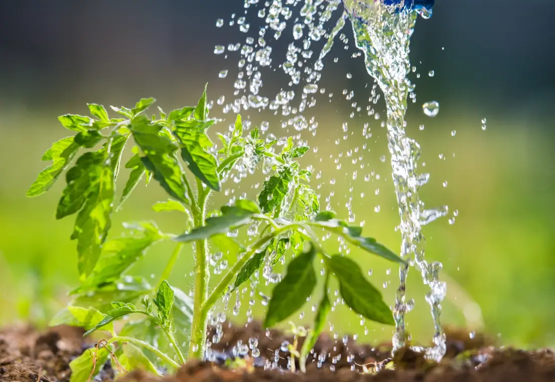 植物葉片護理 植物葉片護理