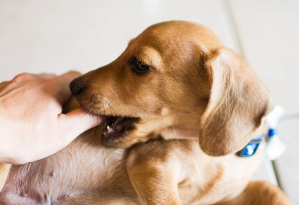 夢境解夢 夢境解夢