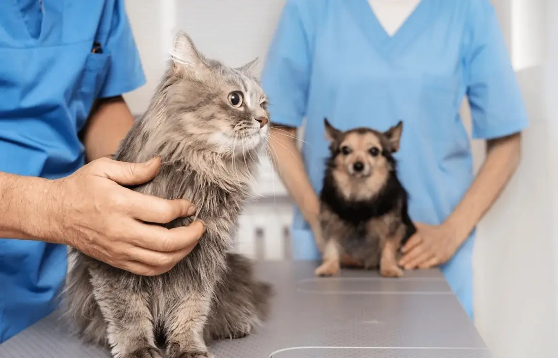 貓中毒症狀 貓中毒症狀