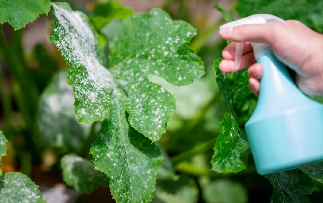 天然防治白粉病：小蘇打比例調配終極指南