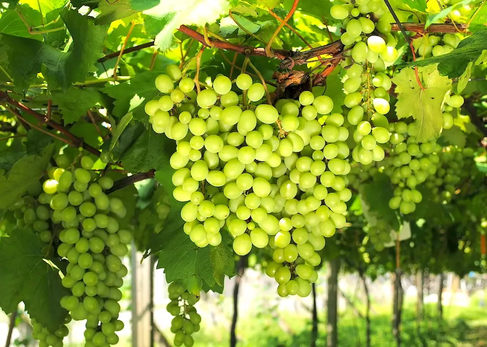 陽台種葡萄 陽台種葡萄