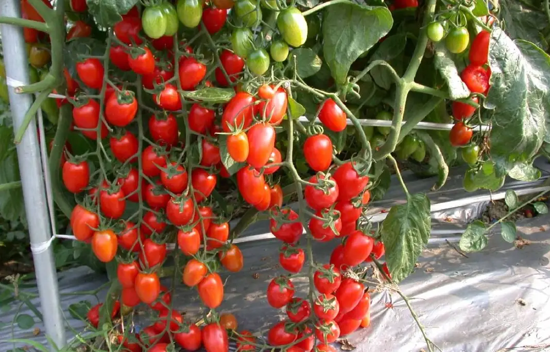 番茄夏季栽培 番茄夏季栽培