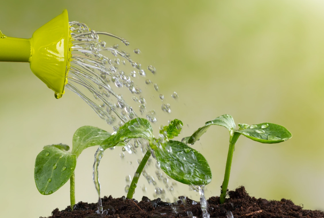 葉子澆水全攻略：十年園藝經驗，避免常見錯誤讓植物健康生長
