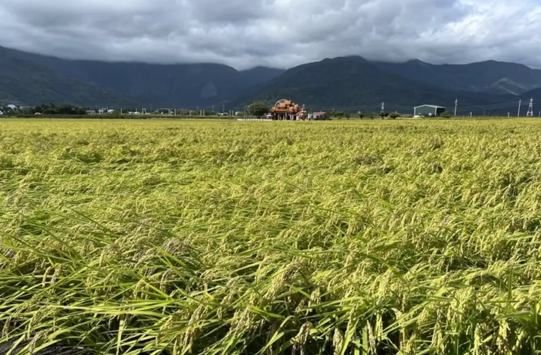 台南11號稻米 台南11號稻米
