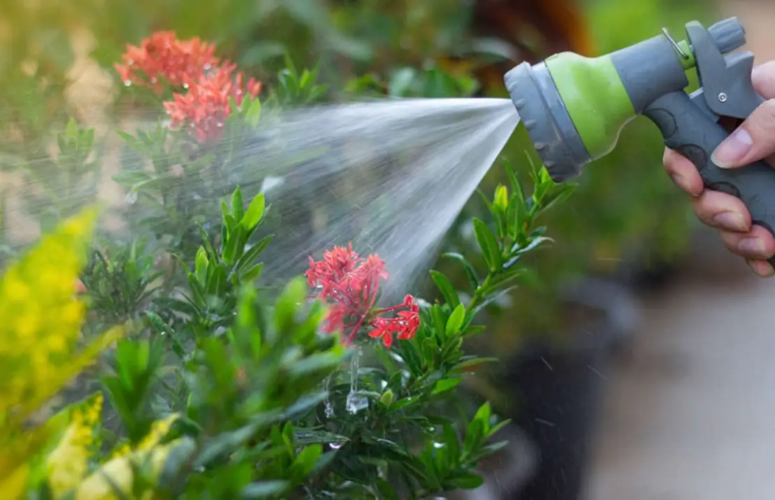室內植物澆水方法 室內植物澆水方法