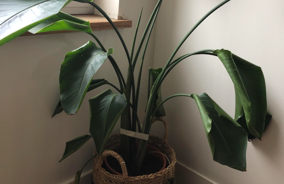 天堂鳥照顧方法