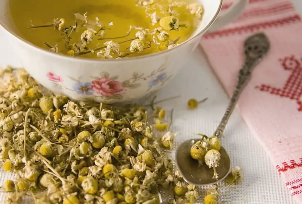 狗菊花茶怎麼泡