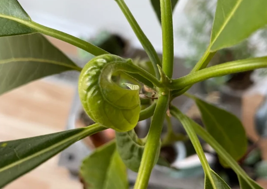 酪梨 捲葉 原因