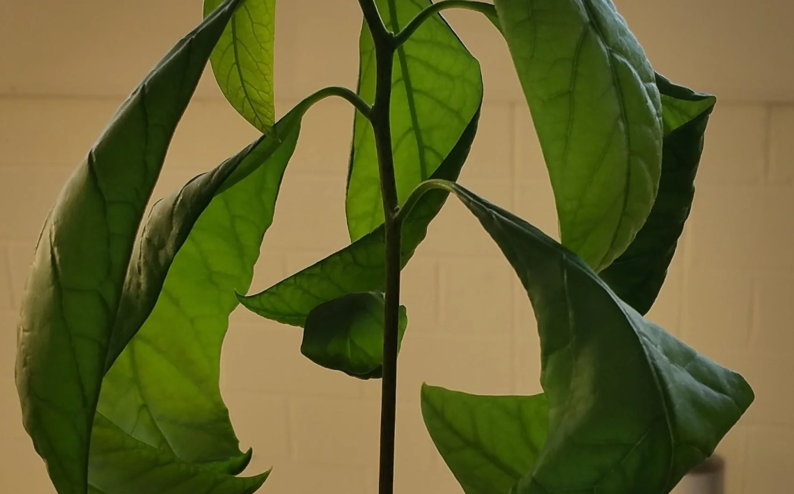 酪梨葉子捲曲全解析：從原因判斷到拯救步驟，資深農友的實戰心得