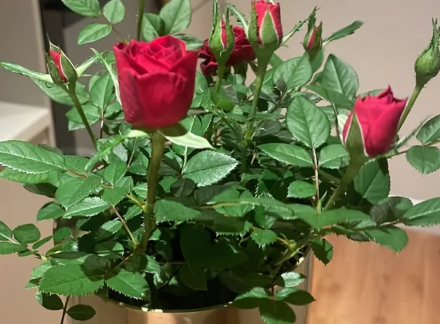 玫瑰花可以放房間嗎？專家解析利弊、正確擺放與常見誤區