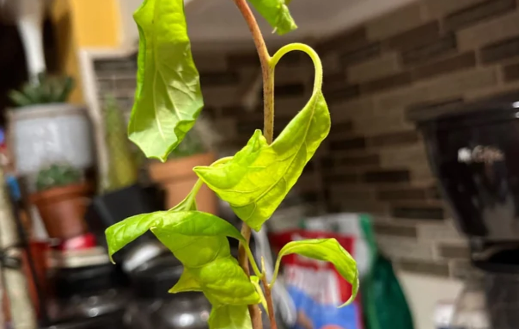 酪梨 捲葉 原因