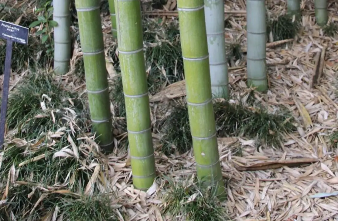 竹子種植 竹子種植