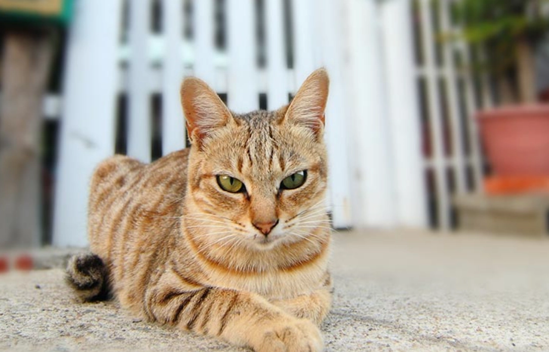 貓中毒症狀 貓中毒症狀