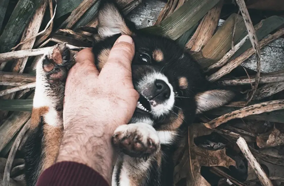 夢見狗咬手 夢見狗咬手