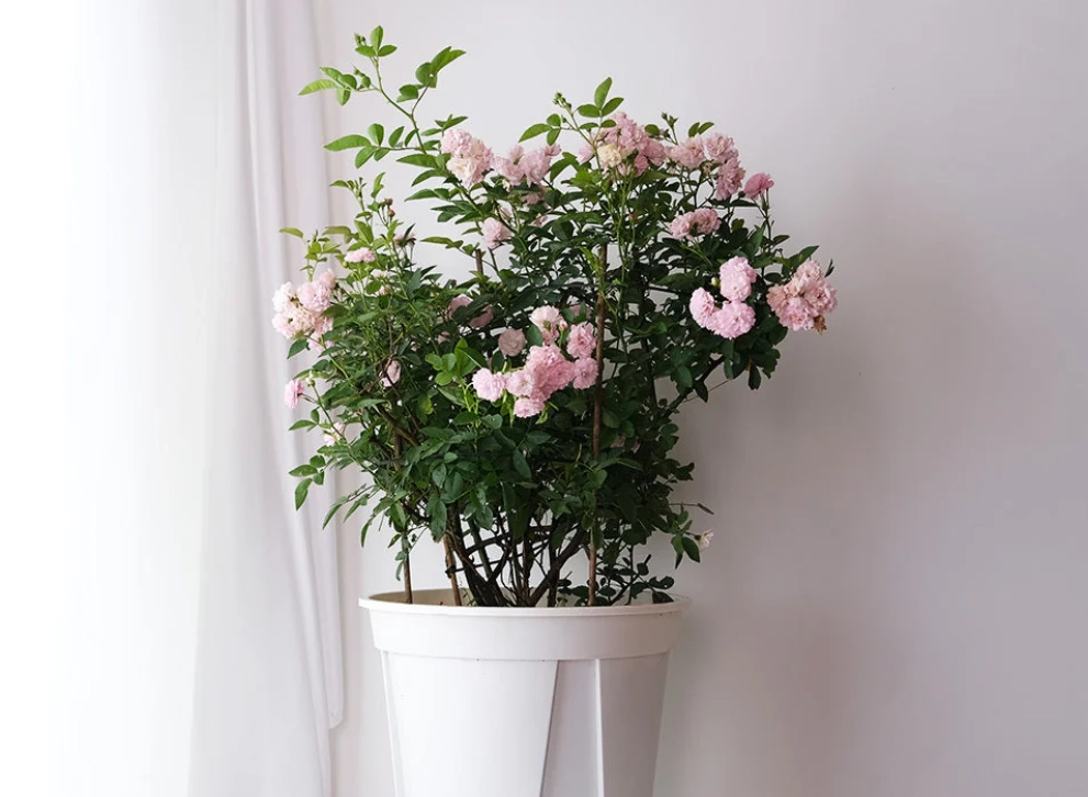 玫瑰花健康影響 玫瑰花健康影響