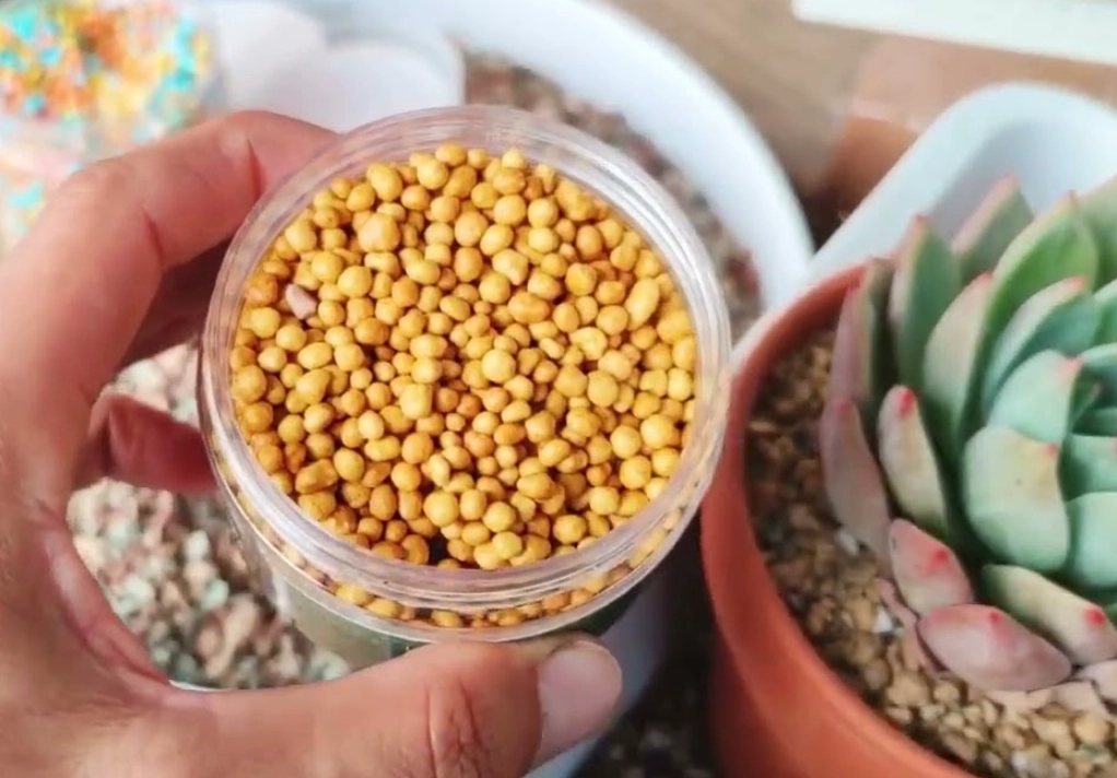 多肉植物施肥全攻略：選對肥料與避開常見錯誤