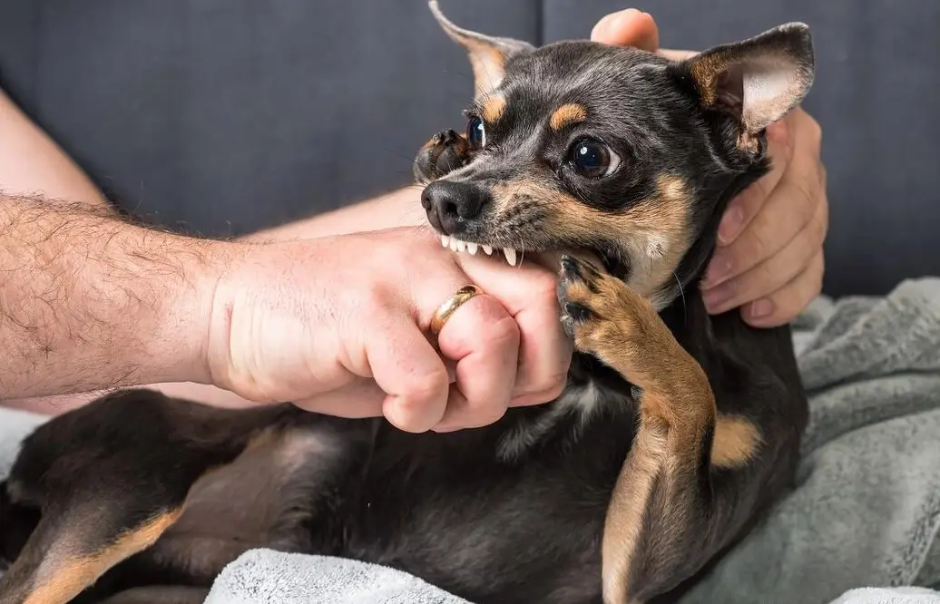 夢見狗咬手 夢見狗咬手