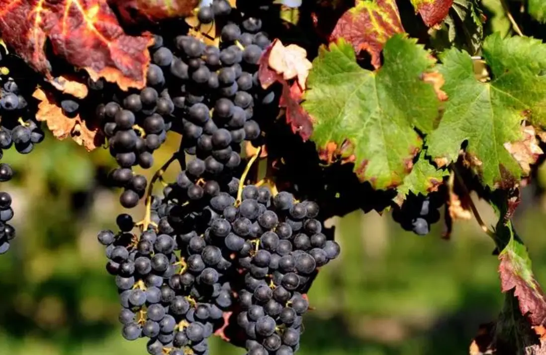 陽台種葡萄 陽台種葡萄