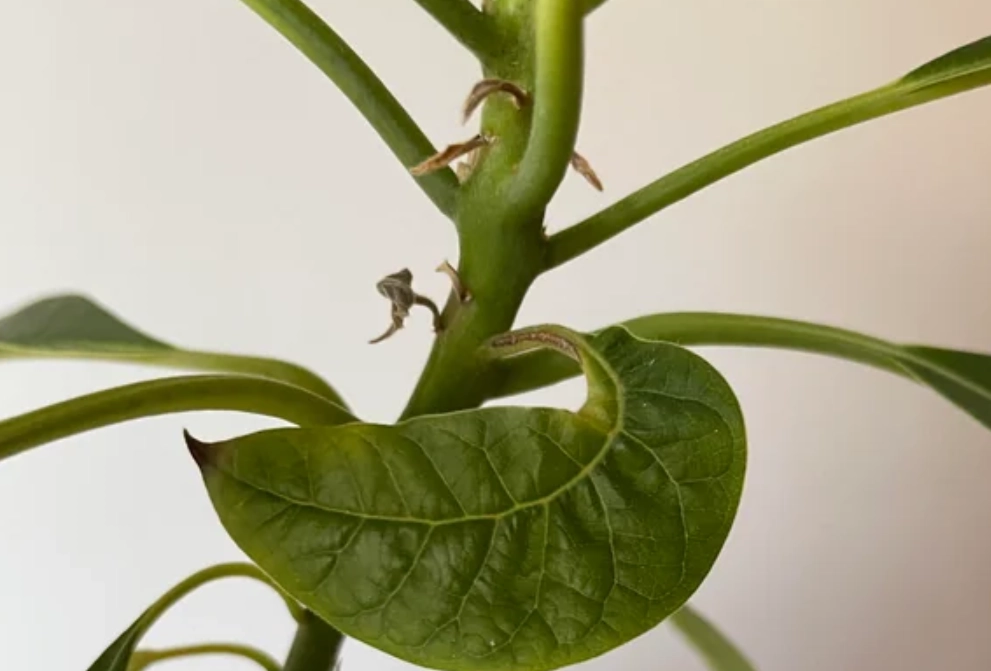 酪梨 病害 處理